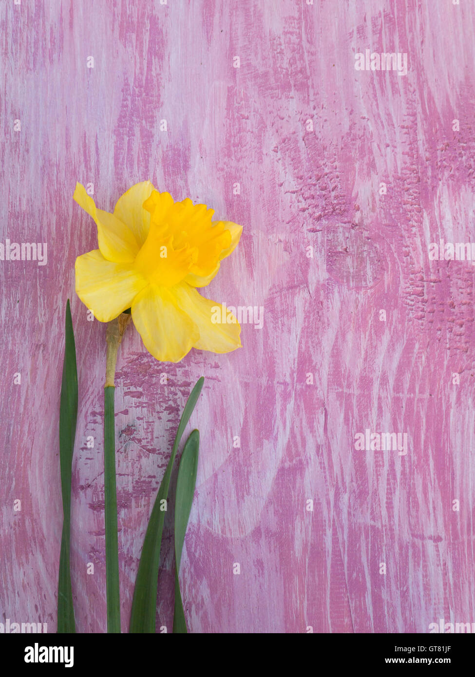Narcisse jaune sur la planche de bois peint le violet Banque D'Images