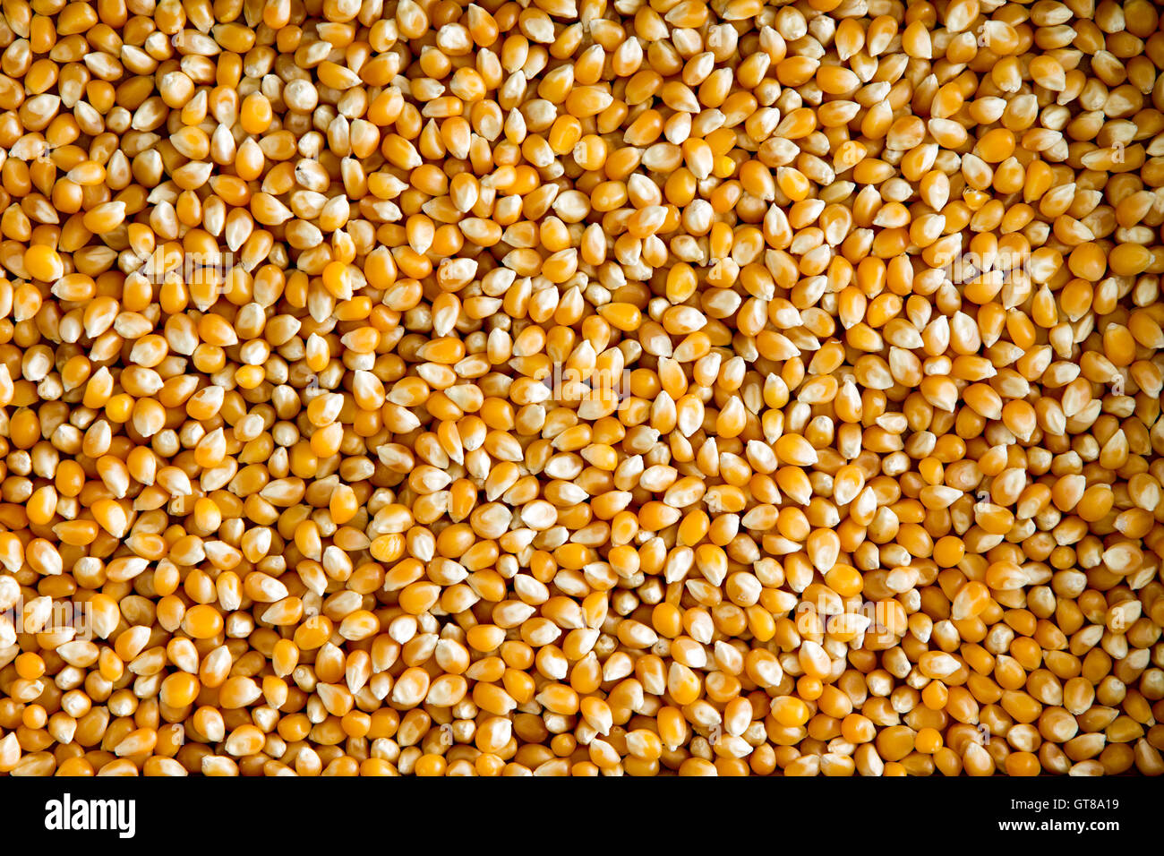 Vue d'arrière-plan des frais généraux d'une couche de grains de maïs ou de maïs séché, un d'une céréale riche en fibres et en amidon Banque D'Images