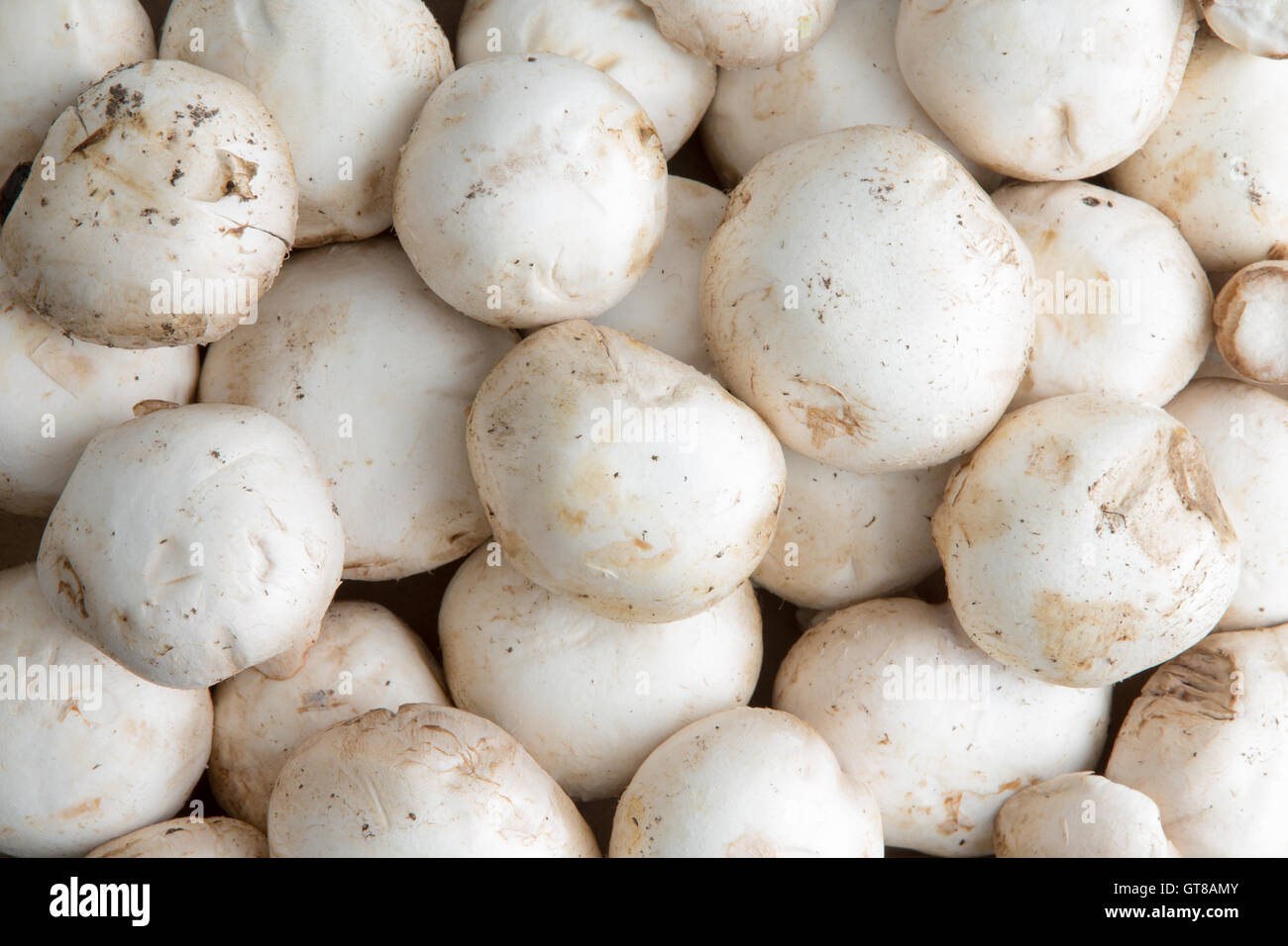 Arrière-plan de champignons blancs frais entier, Agaricus bisporus, vue du dessus, un champignon cultivé un populaire Banque D'Images