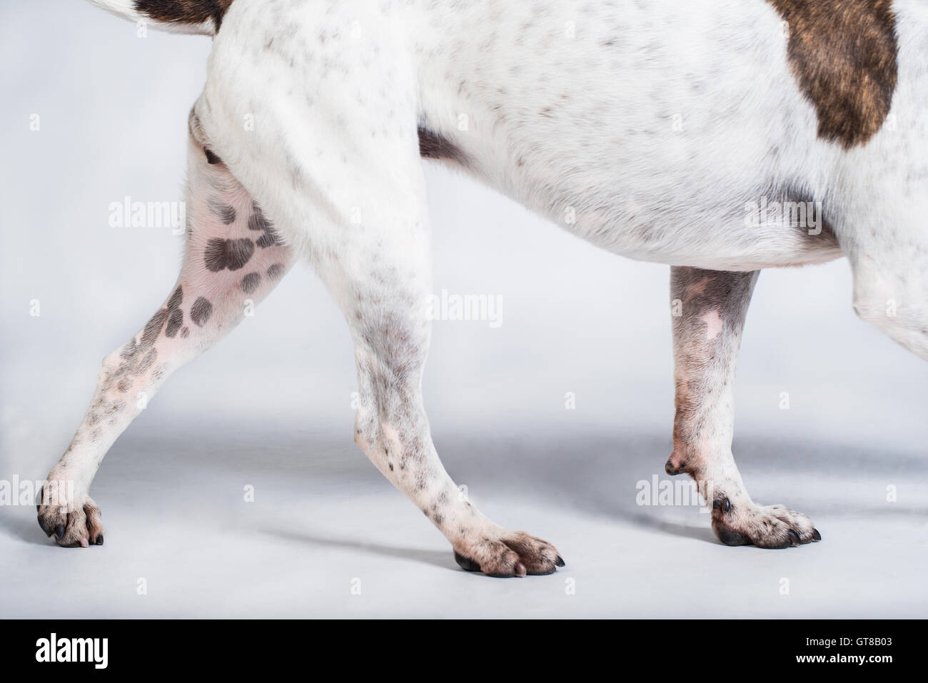 Un bulldog américain marcher lors d'un shoot studio. Banque D'Images