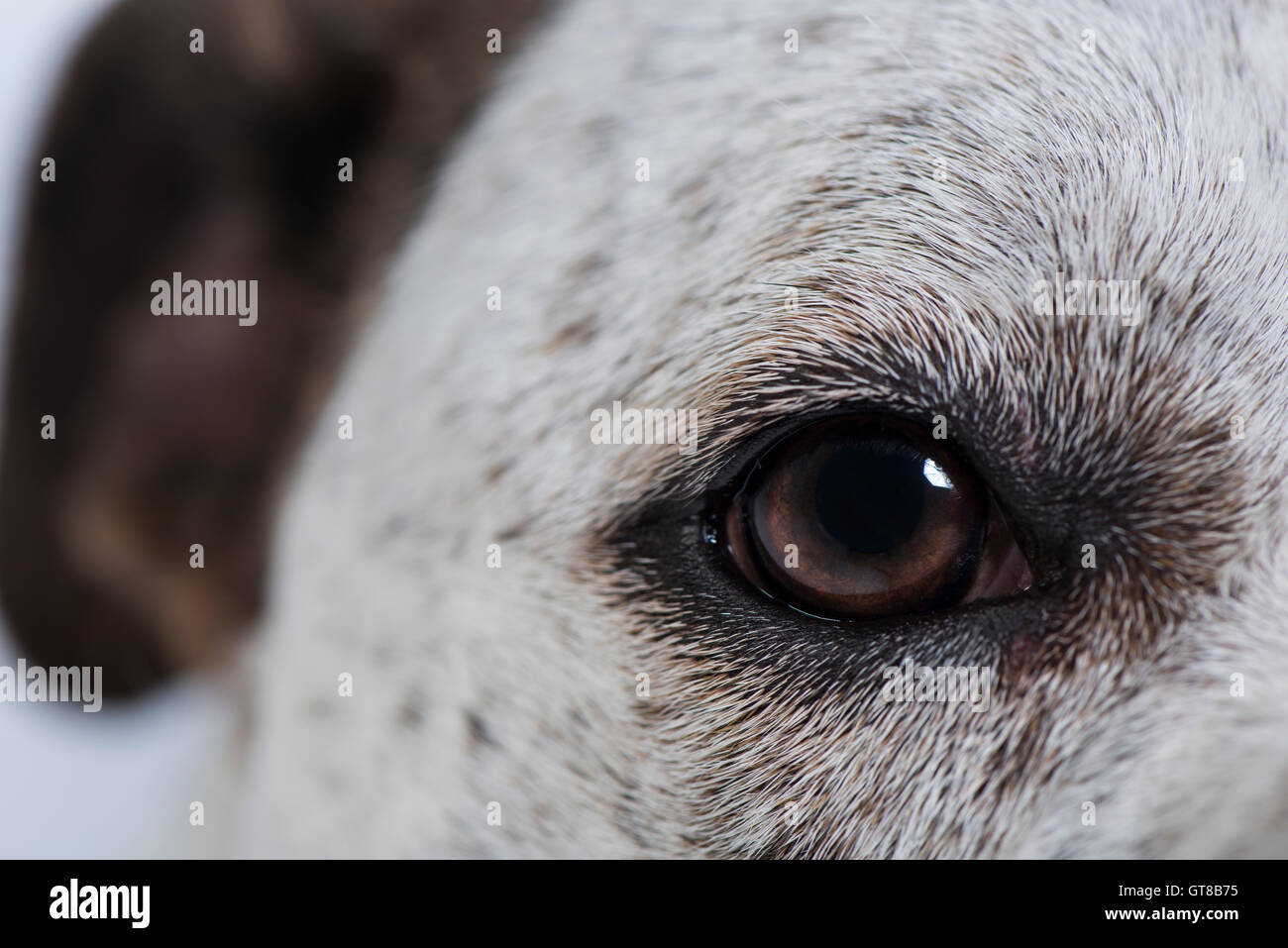 Close up d'un American Bulldog's eye Banque D'Images