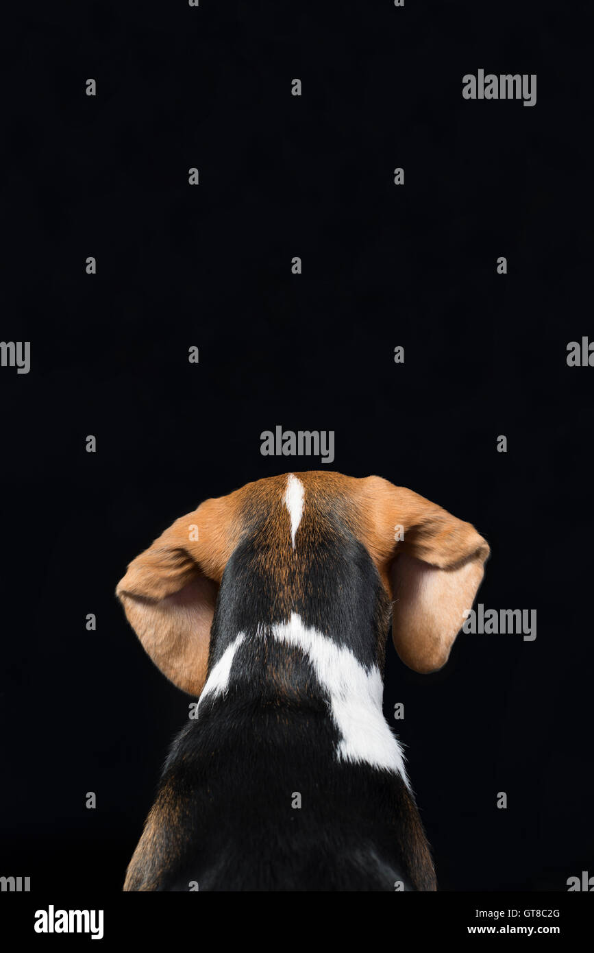 Portrait de l'arrière des oreilles d'un chiot Beagle. Banque D'Images