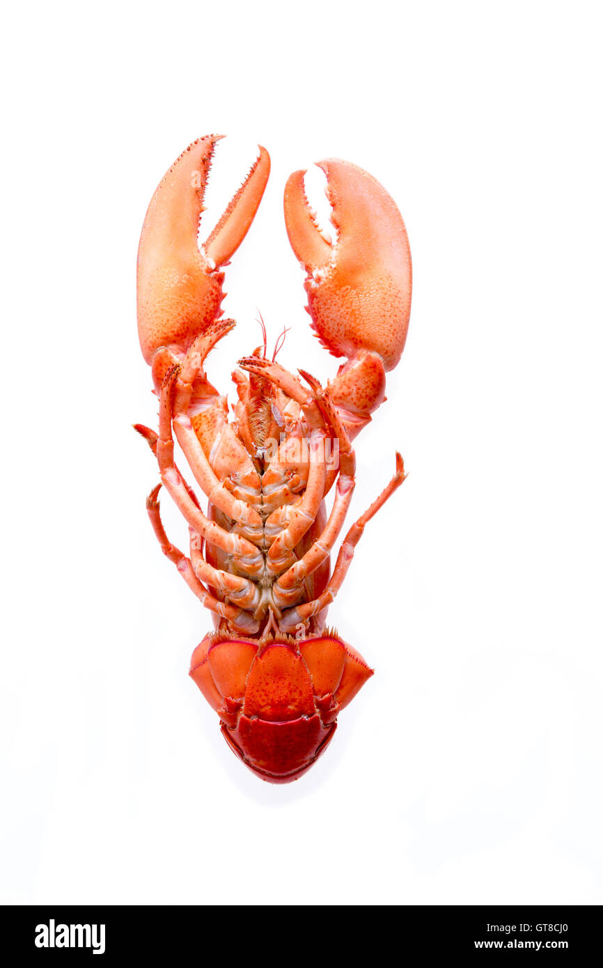 Close up appétissant frais cuit avec du homard rouge bas isolé sur fond blanc Banque D'Images