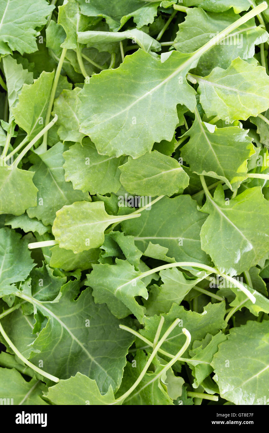 La texture de fond de bébé vert frais feuilles de chou qui ont été lavées et égouttées prêt à être utilisé dans une salade Banque D'Images