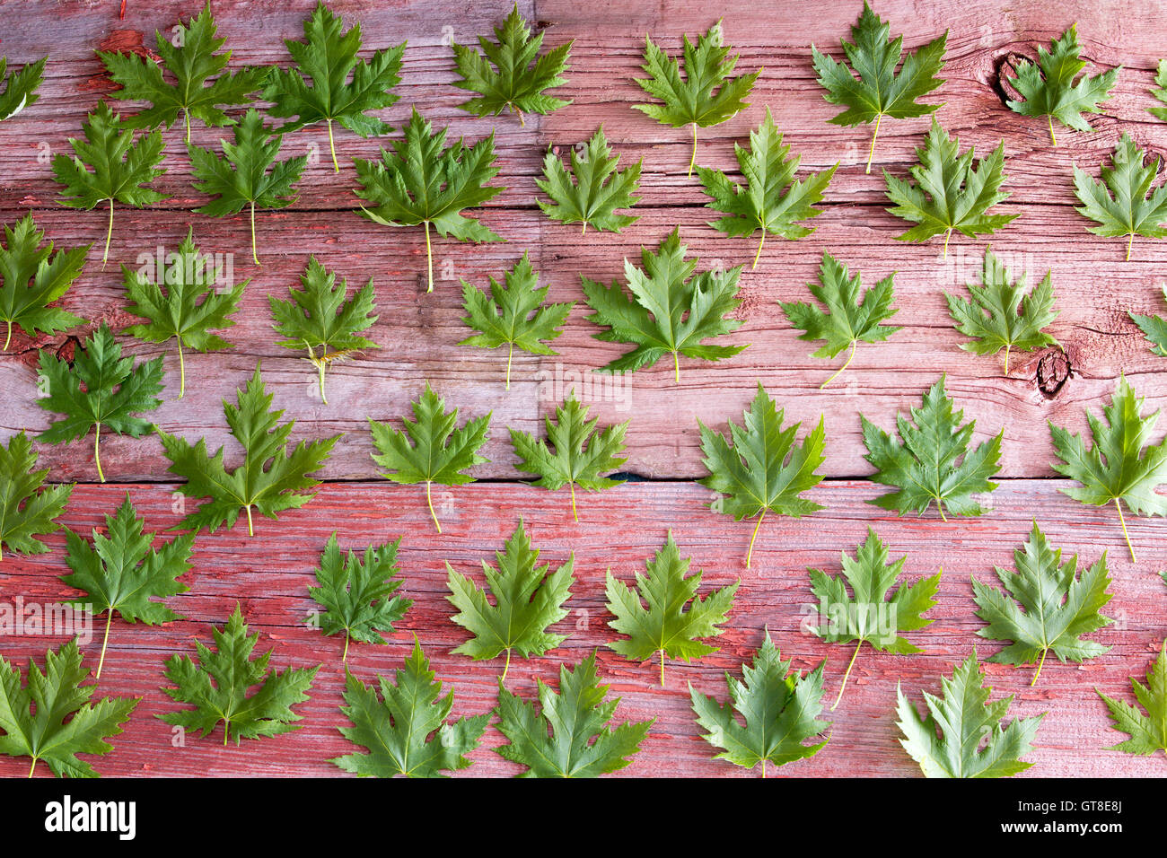 Feuille d'Érable vert frais motif disposés en rangées sur des planches de bois rustique du printemps ou conceptuel Canada Banque D'Images