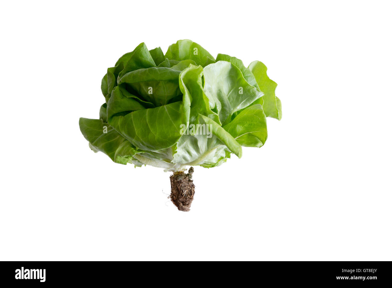 Les feuilles fraîches biologiques cultivés localement chef de laitue beurre crunch durable pour l'agriculture sans OGM et un régime alimentaire sain, sid Banque D'Images