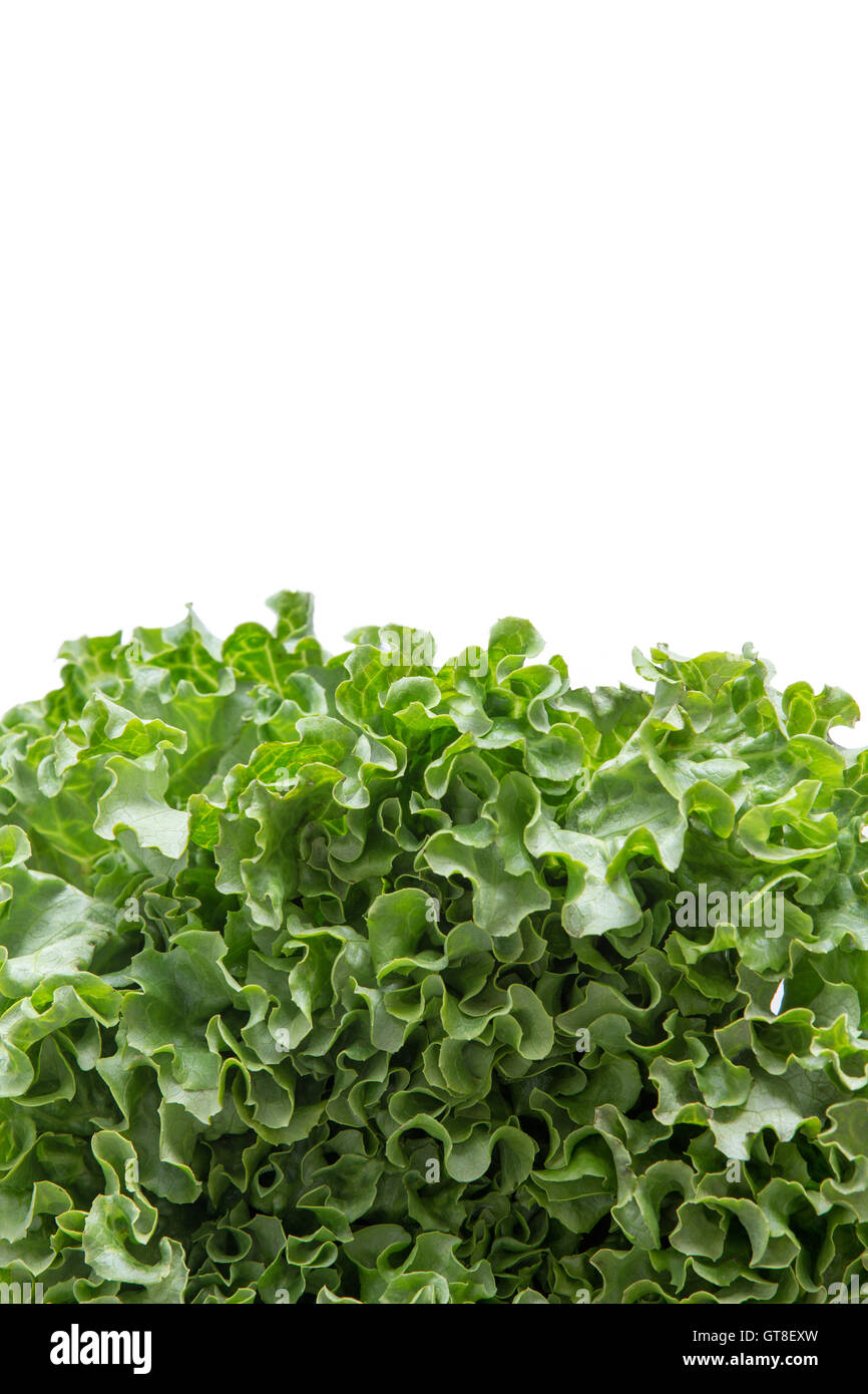 Bordure inférieure de frais nouvelle récolte de laitue verte à froufrous pour une salade ou garnir isolé sur blanc avec copie, de l'APCE Banque D'Images