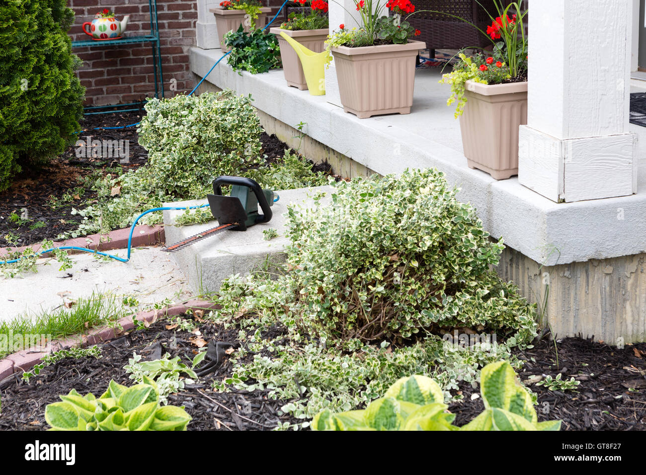 Taille-haie utilisée pour couper les plantes à feuillage à l'entrée d'une maison au cours d'un programme d'entretien printanier dans le dos y Banque D'Images