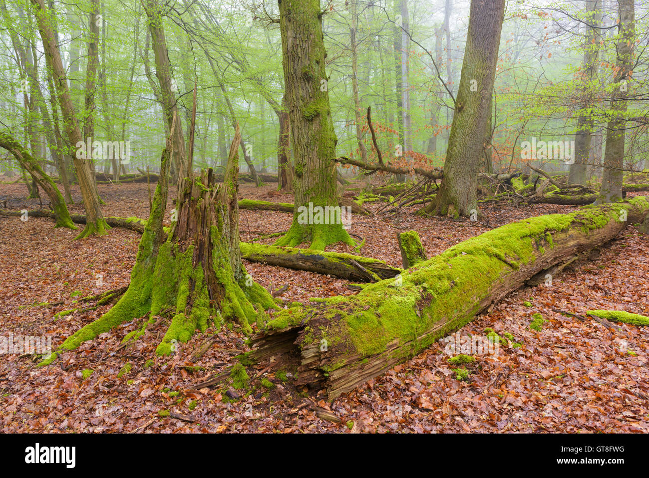 Bois morts couverts de mousse dans la forêt de hêtres au printemps, Hesse, Allemagne Banque D'Images
