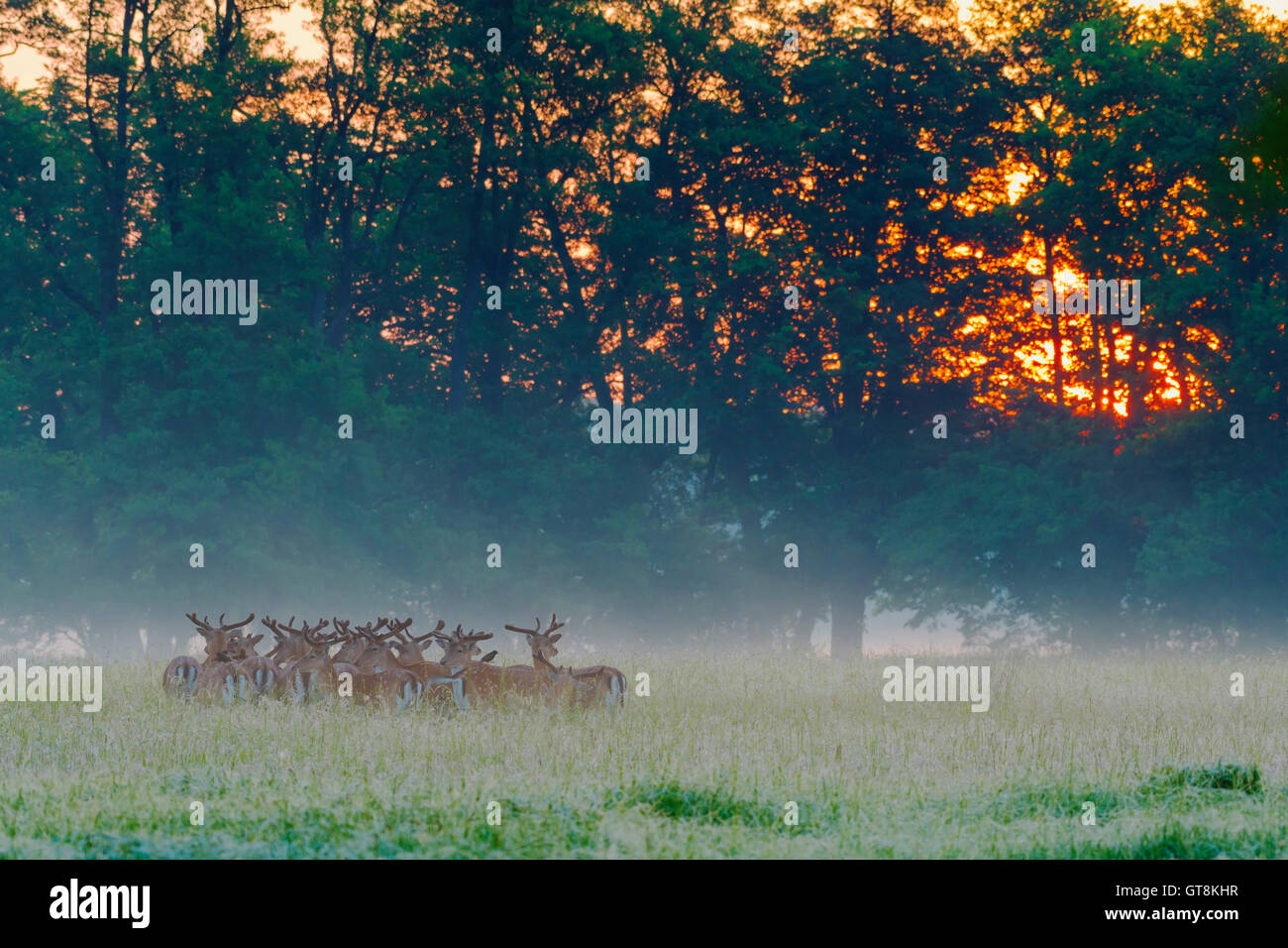 Troupeau de cerfs en jachère (Cervus dama) au lever du soleil, Hesse, Allemagne Banque D'Images