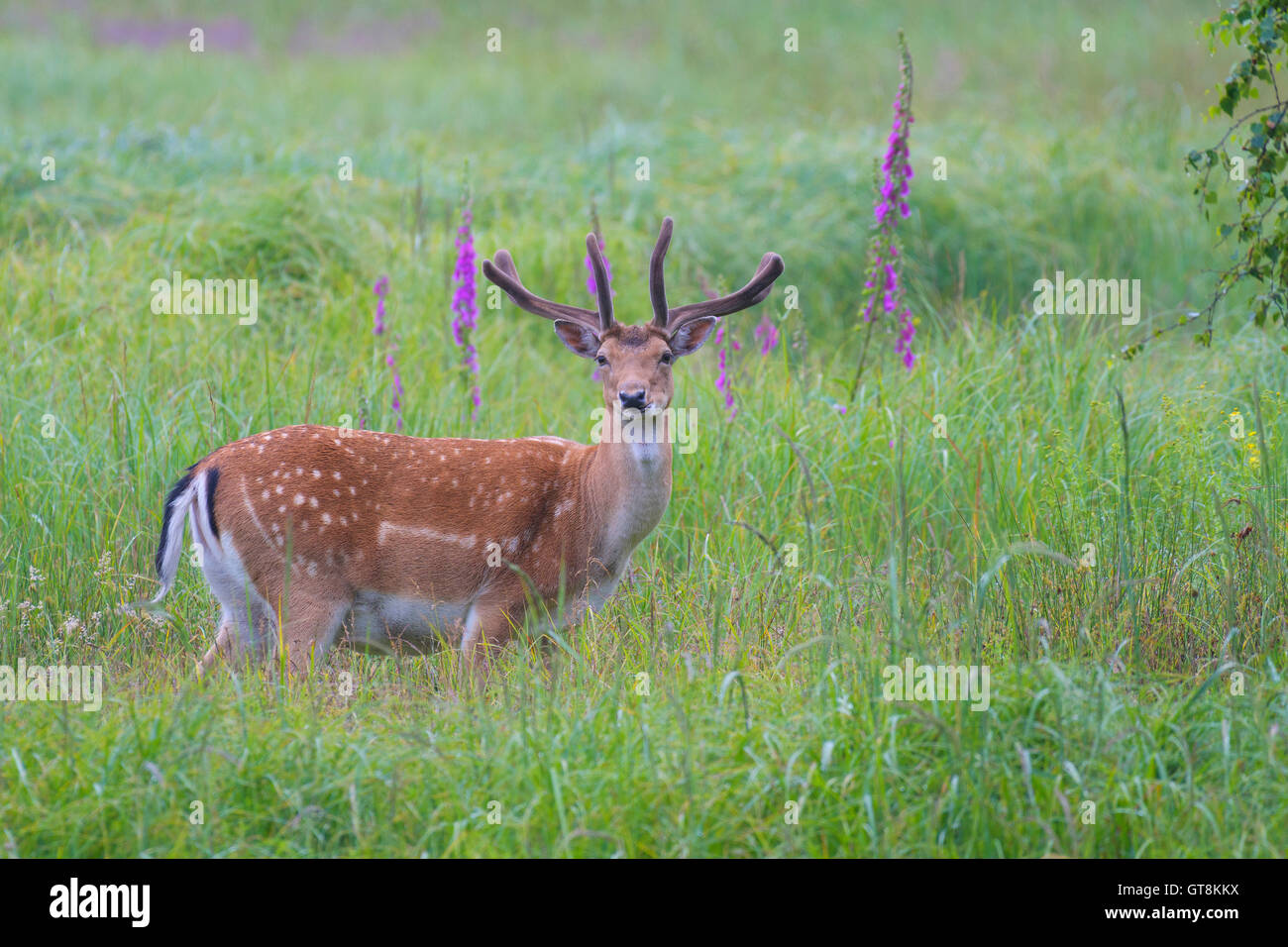 Male fallow deer (Cervus dama) en été, Hesse, Allemagne Banque D'Images