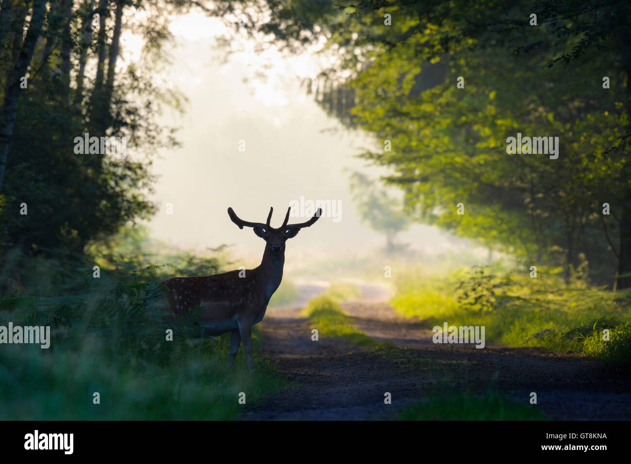Silhouette de Male fallow deer (Cervus dama) dans la forêt brumeuse, Hesse, Allemagne Banque D'Images