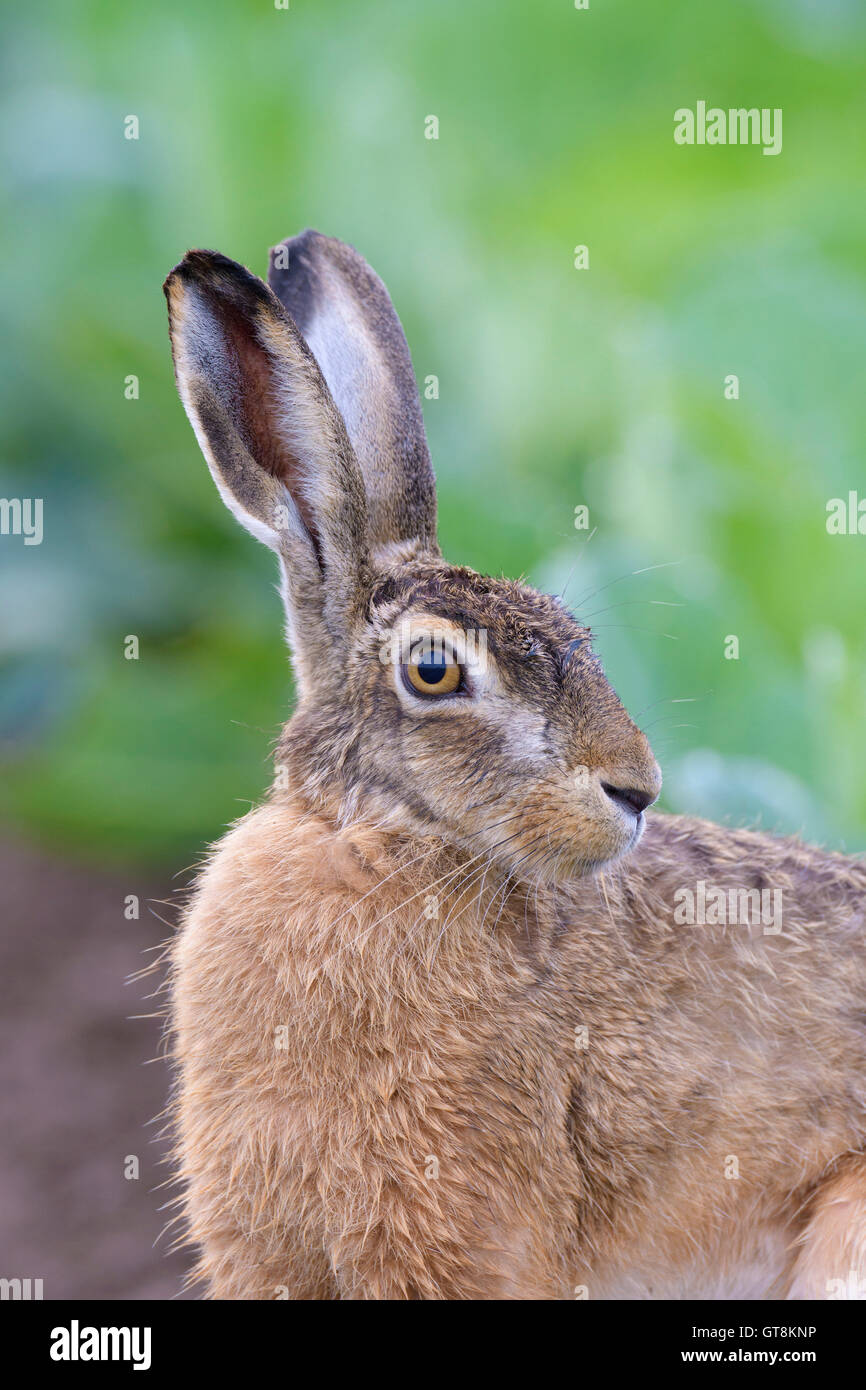 European Brown Hare (Lepus europaeus), Hesse, Allemagne Banque D'Images
