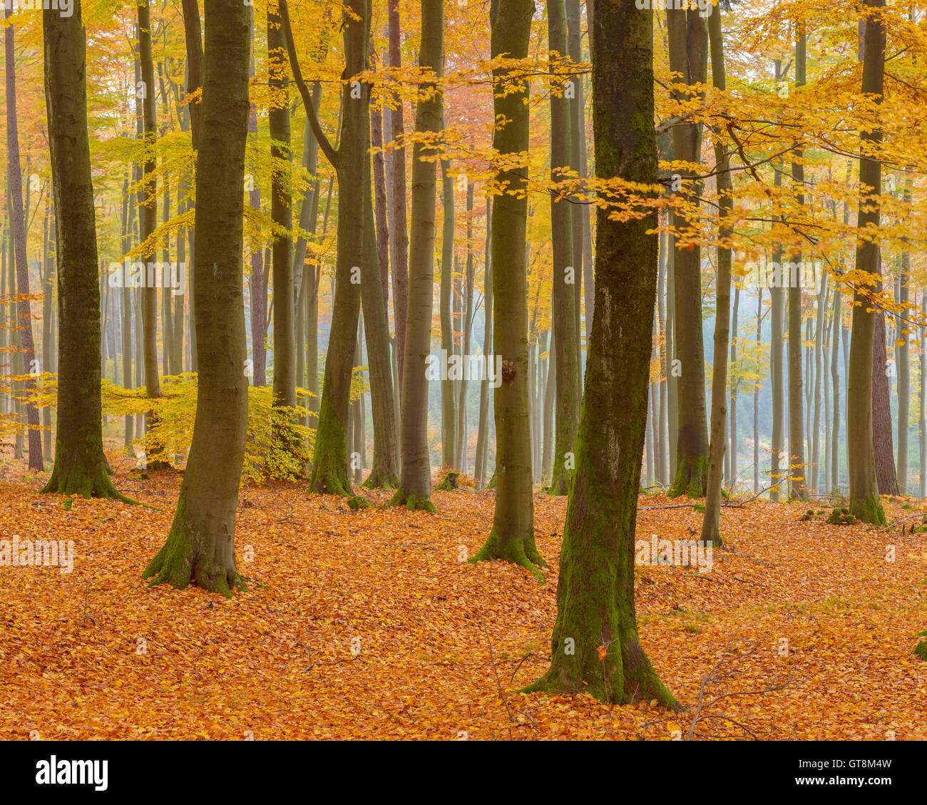 Forêt de hêtre en automne, Spessart, Bavaria, Germany Banque D'Images