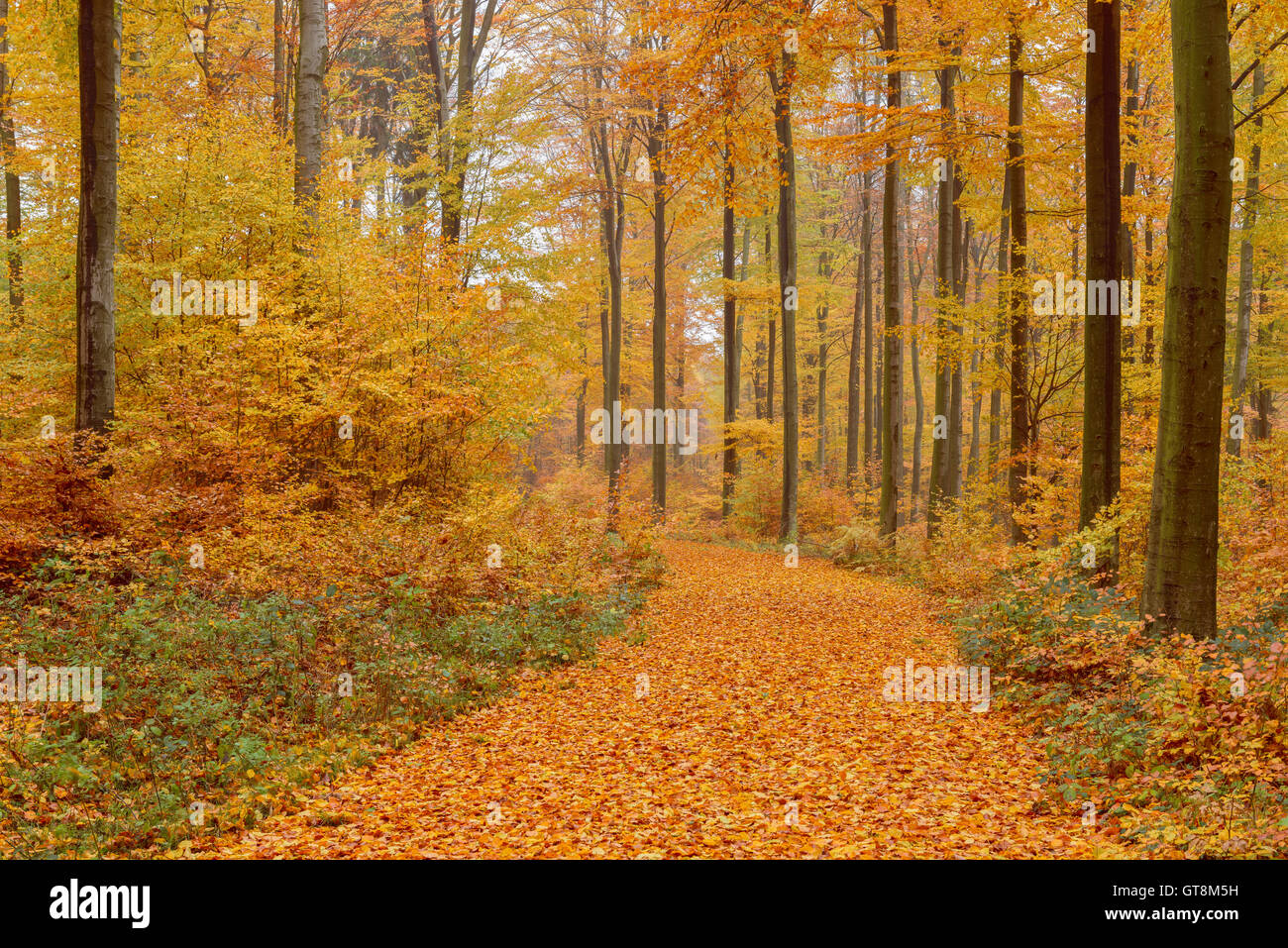 Chemin dans la forêt de hêtre en automne, Spessart, Bavaria, Germany Banque D'Images