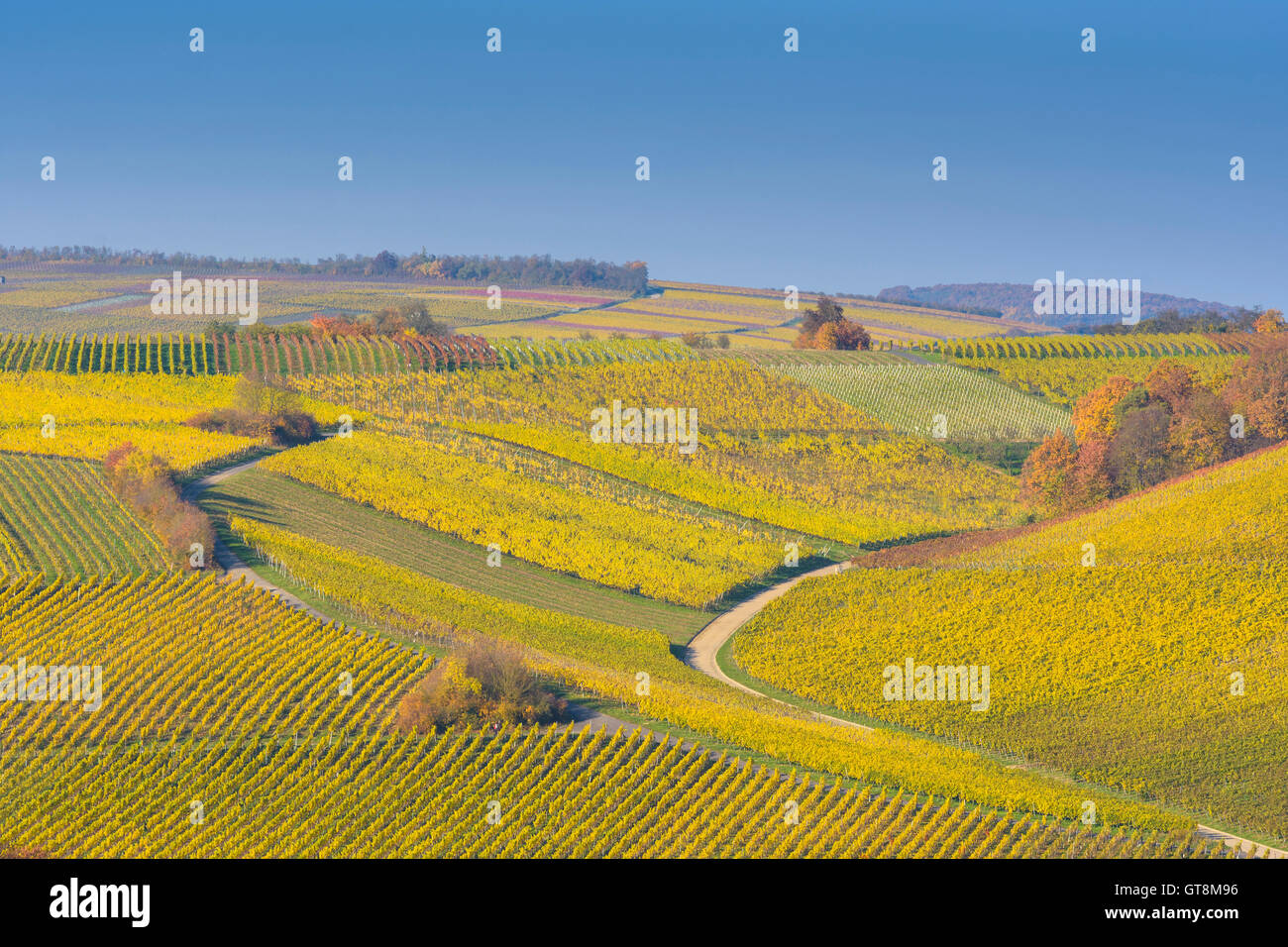 Vignes colorées en automne, Volkach, Alte Mainschleife, Mainfranken, Franconia, Bavaria, Germany Banque D'Images