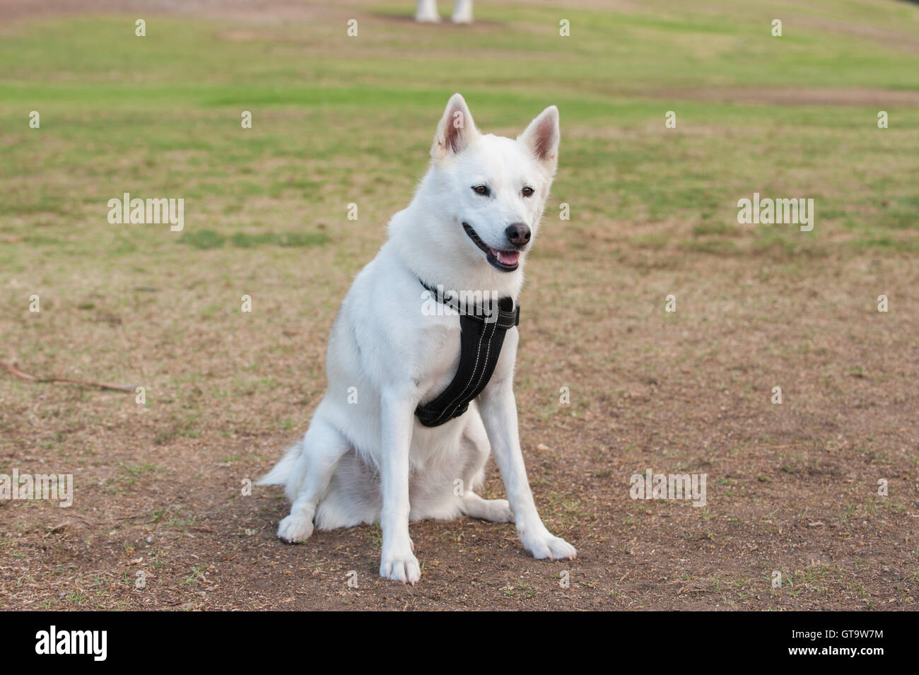 White Siberian Husky chien assis dans l'herbe au parc avec intérêt. Banque D'Images