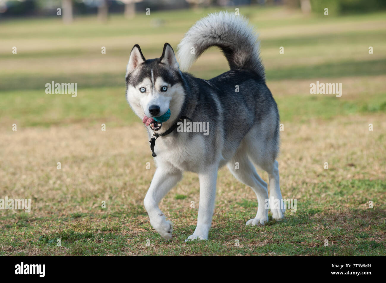 Black and white Siberian Husky dog walking dans l'herbe au parc tandis que à la droite. Banque D'Images