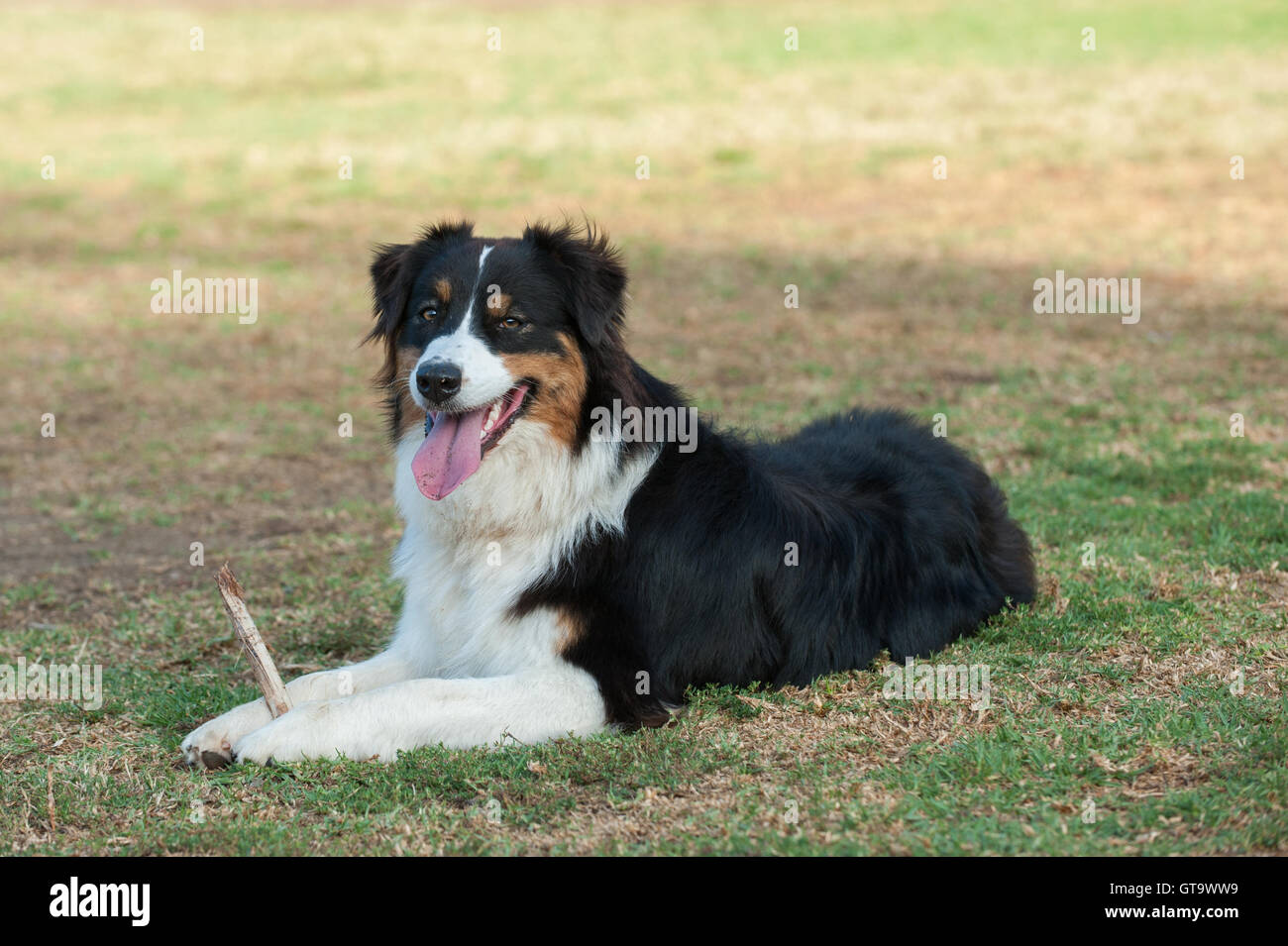 Shepard australien chien couché dans l'herbe à au parc avec stick. Banque D'Images