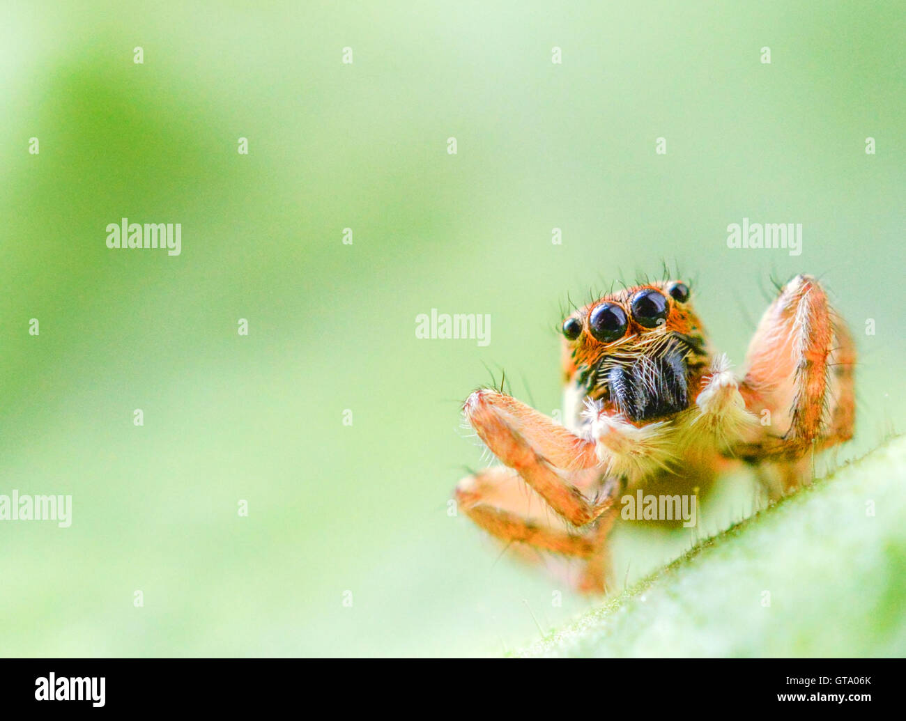 Salticus scenicus araignée sauteuse Banque D'Images