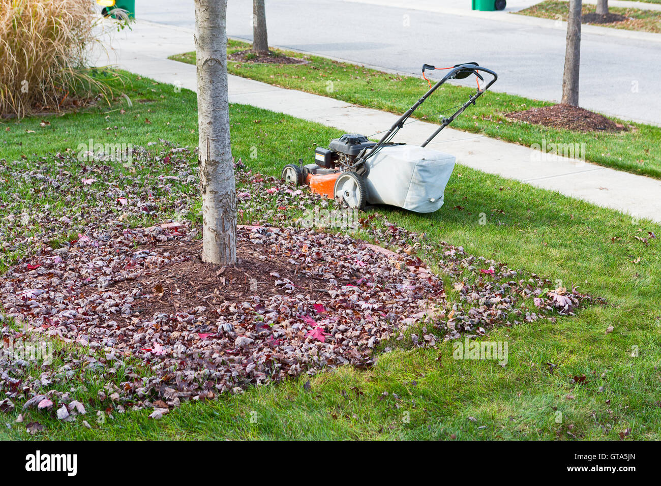 Jusqu'Neatening la pelouse à l'automne ou à l'automne en utilisant une tondeuse pour couper l'herbe et des sacs et des feuilles mortes sous les arbres aux côtés de la ROA Banque D'Images