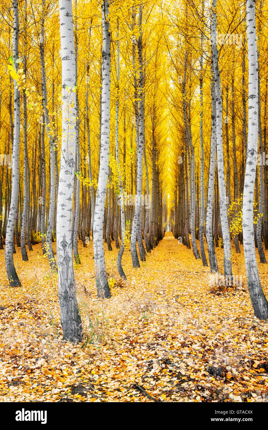 L'Boardman Tree Farm dans l'Est de l'Oregon's Morrow Comté pousse d'Albus du Pacifique et arbres populaires sont récoltés pour le bois. Banque D'Images