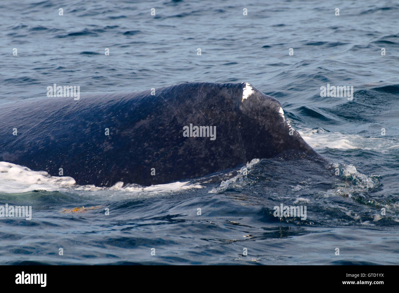 Rorqual à bosse, banc Stellwagen Bank National Marine Sanctuary, Massachusetts Banque D'Images