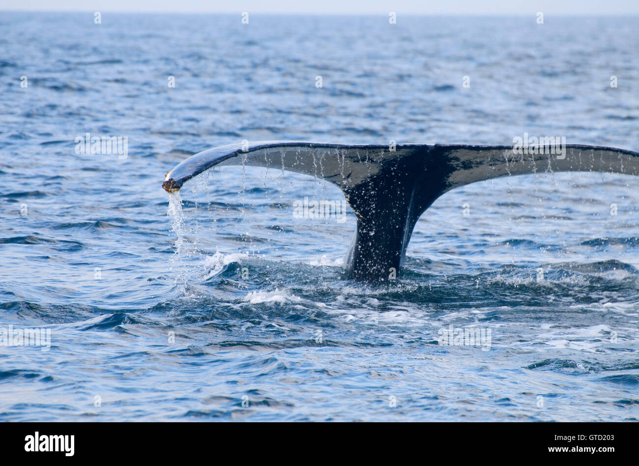 Rorqual à bosse, Stellwagon Bank National Marine Sanctuary, Massachusetts Banque D'Images