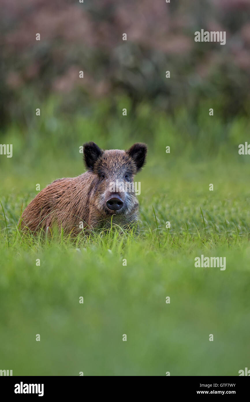 Le sanglier dans la forêt à l'état sauvage Banque D'Images Le sanglier dans la forêt à l'état sauvage Banque D'Images