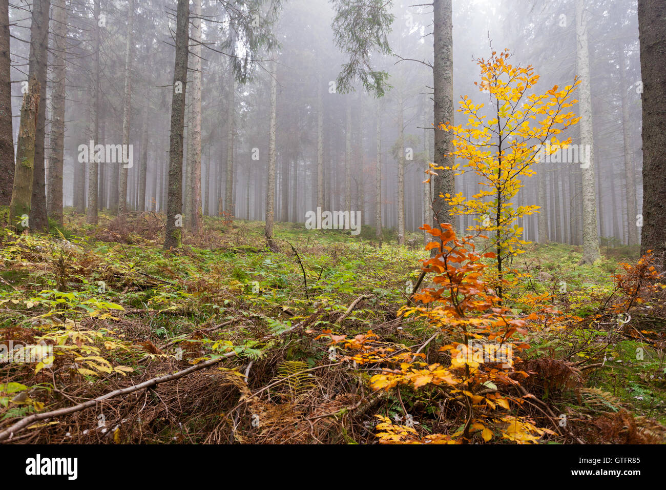 Brumeux et humide journée d'automne paisible dans la forêt Banque D'Images Brumeux et humide journée d'automne paisible dans la forêt Banque D'Images