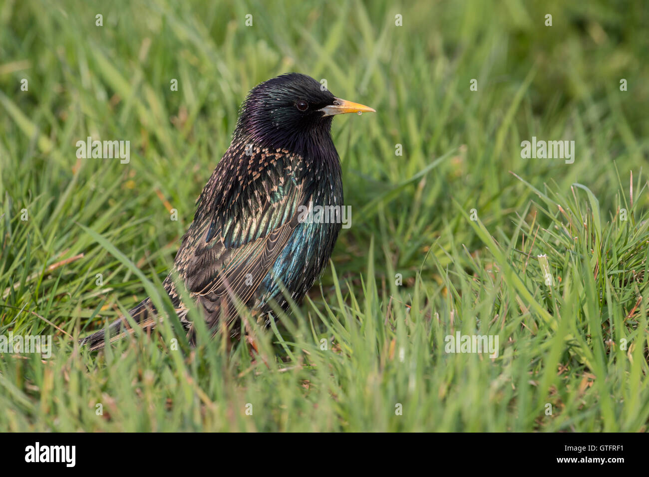 Starling commun / étoile ( Sturnus vulgaris ) dans la magnifique robe d'élevage brillant métallique, assis dans l'herbe, regarder autour, la faune, l'Europe. Banque D'Images