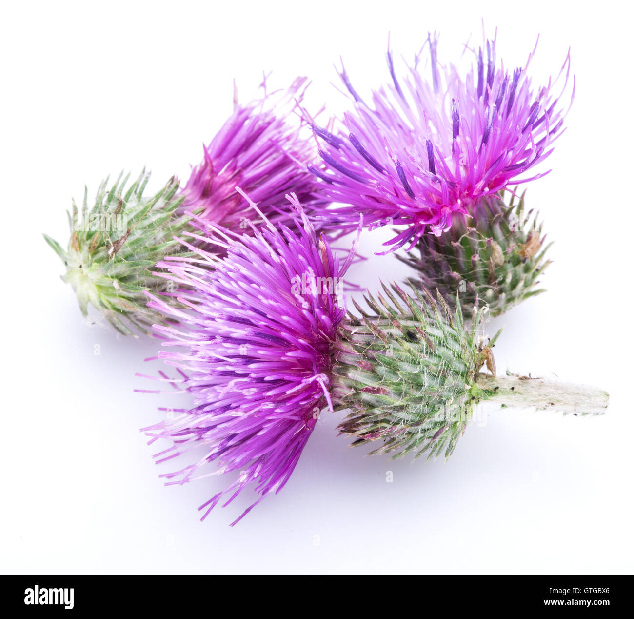 Le chardon-Marie (Silybum) fleurs isolé sur le fond blanc. Banque D'Images