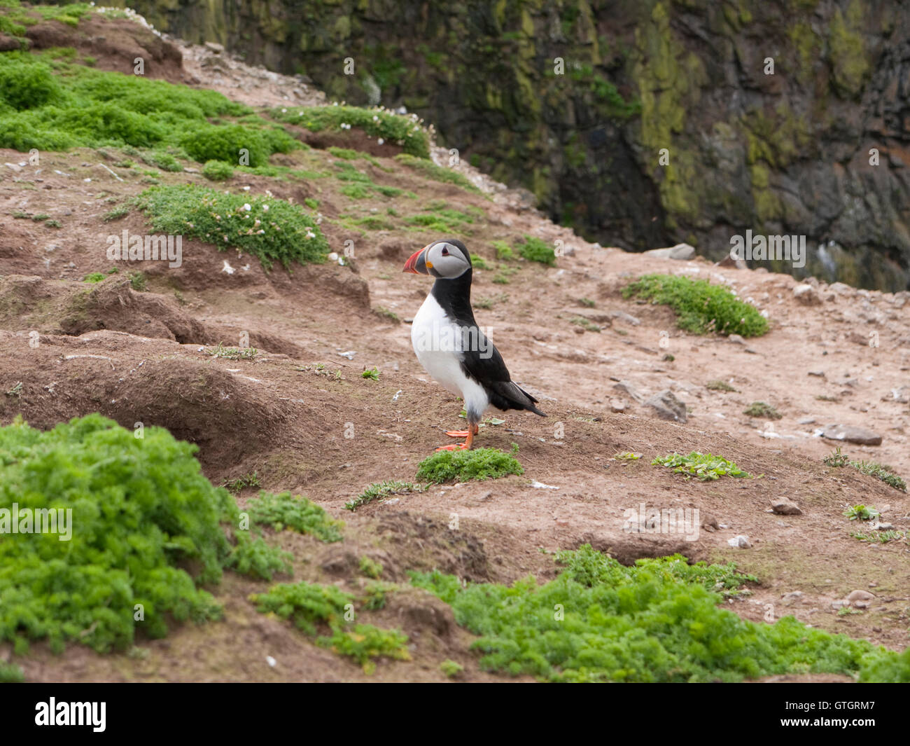 Macareux moine (Fratercula arctica), aka macareux nichant en commun sur l'île de Skomer terrier au large de la côte du Pembrokeshire, Pays de Galles Banque D'Images