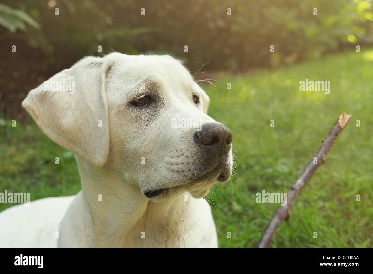 Jeune chien puppy regardant stick comme un jouet Banque D'Images