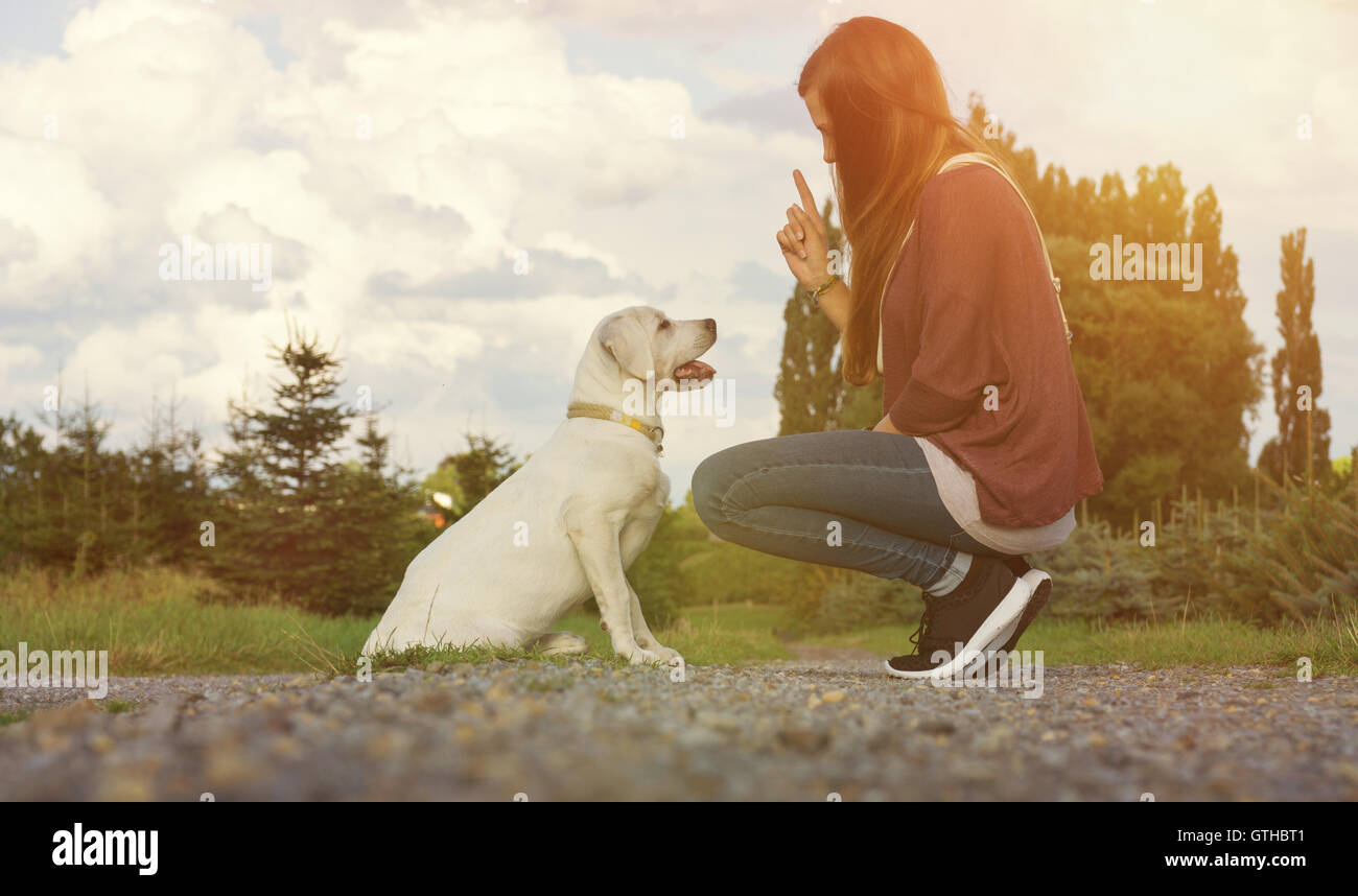 Jeune chiot labrador une dwoman s'entraînent ensemble et apprendre Banque D'Images