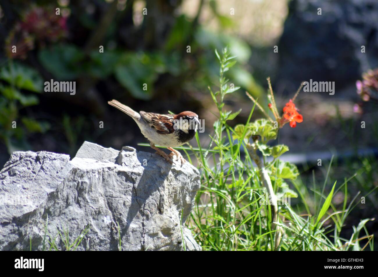 Moineau timide sur le terrain de sable. Banque D'Images