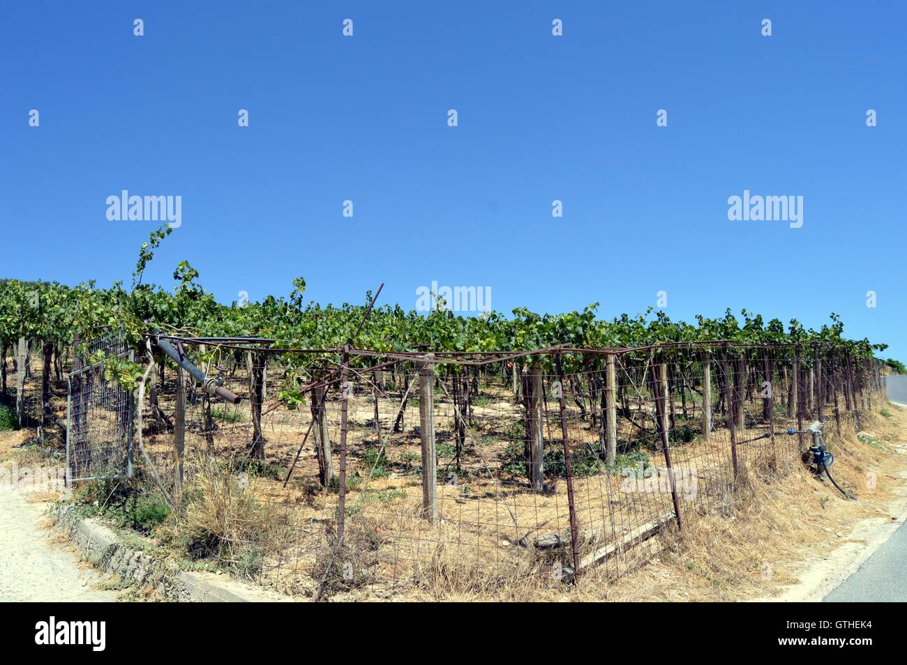 Vignes en fleurs dans la campagne de Crète en Grèce. Banque D'Images