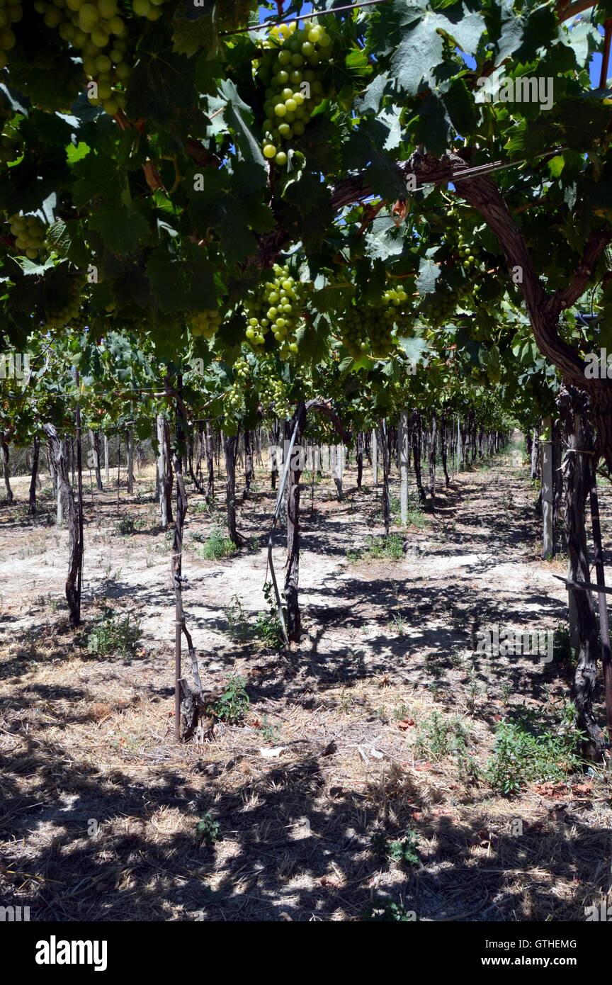 Vignes en fleurs dans la campagne de Crète en Grèce. Banque D'Images