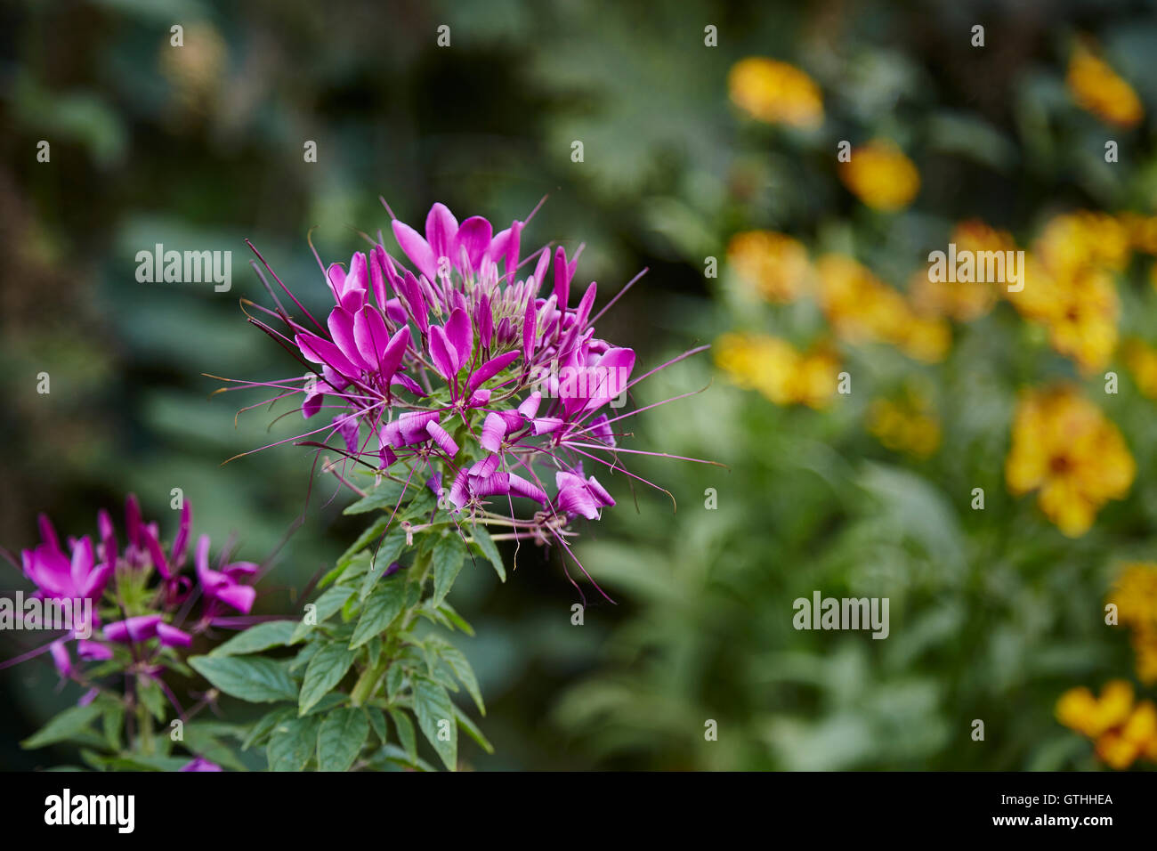 Un Hasslefriana Cleome Rose Violet appelé reine dans un jardin, Banque D'Images