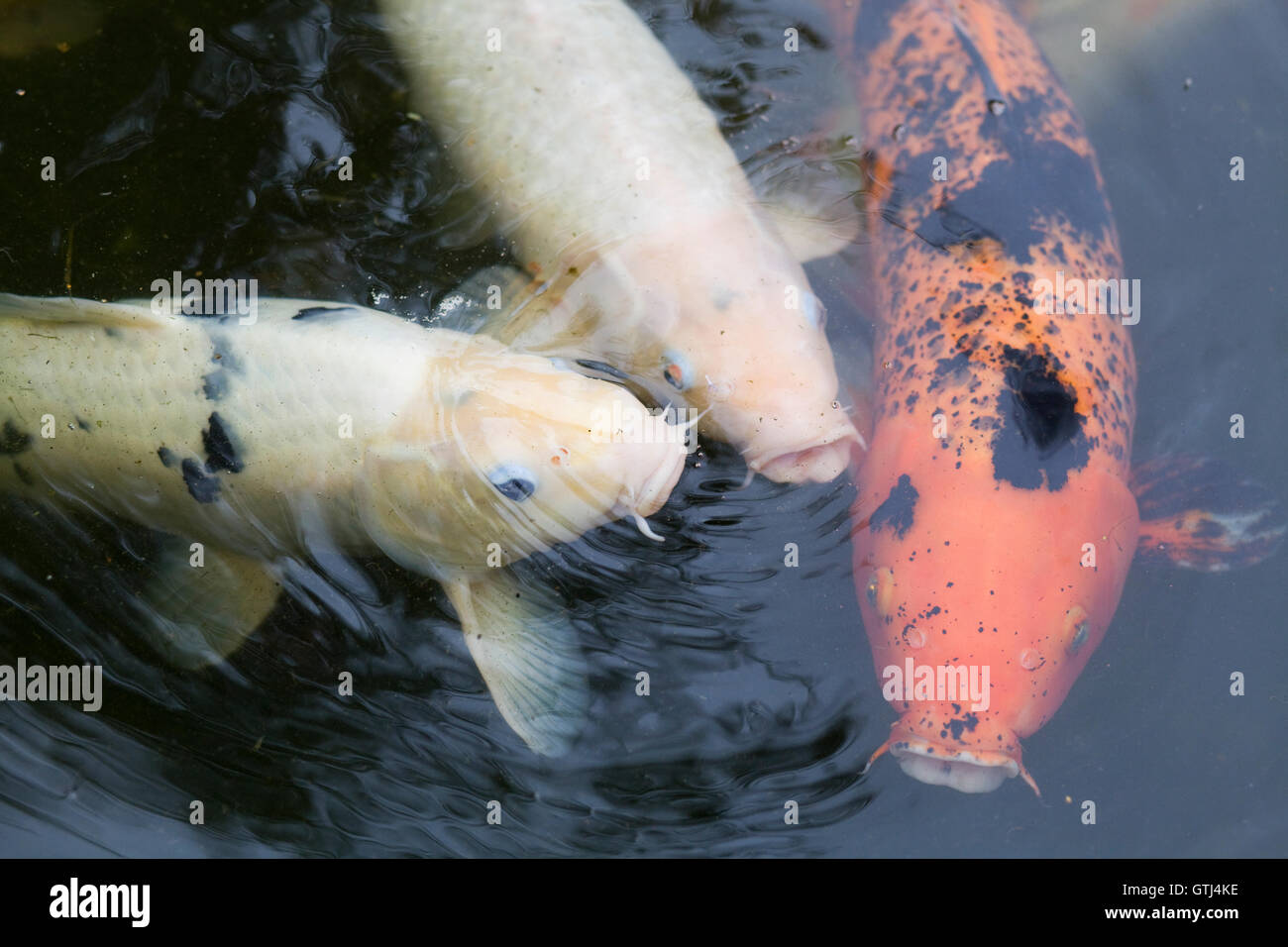 Différentes couleurs de carpes koï sous l