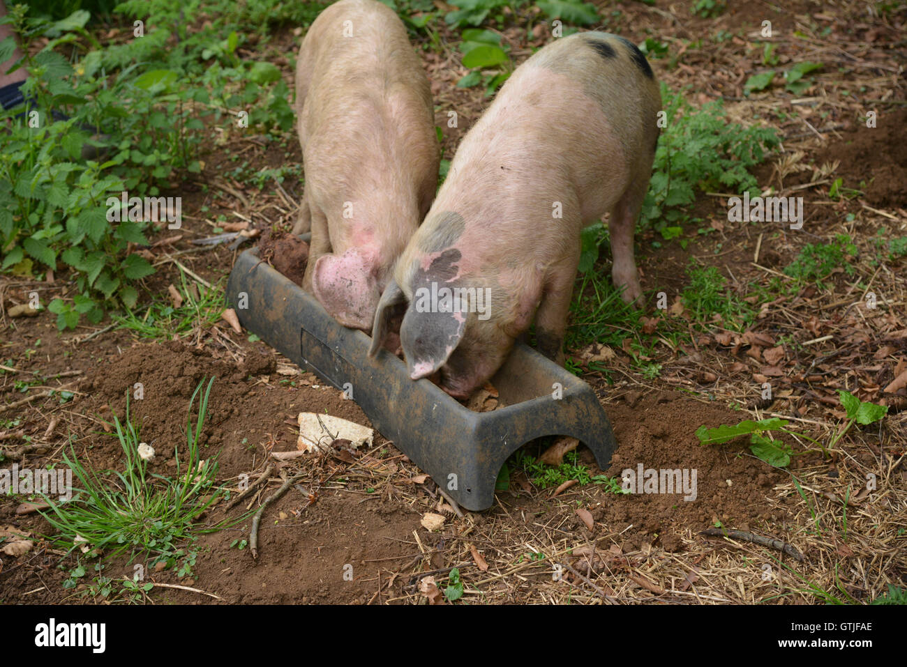 Gloucester vieux Spot X porcelets mangeant de creux Banque D'Images