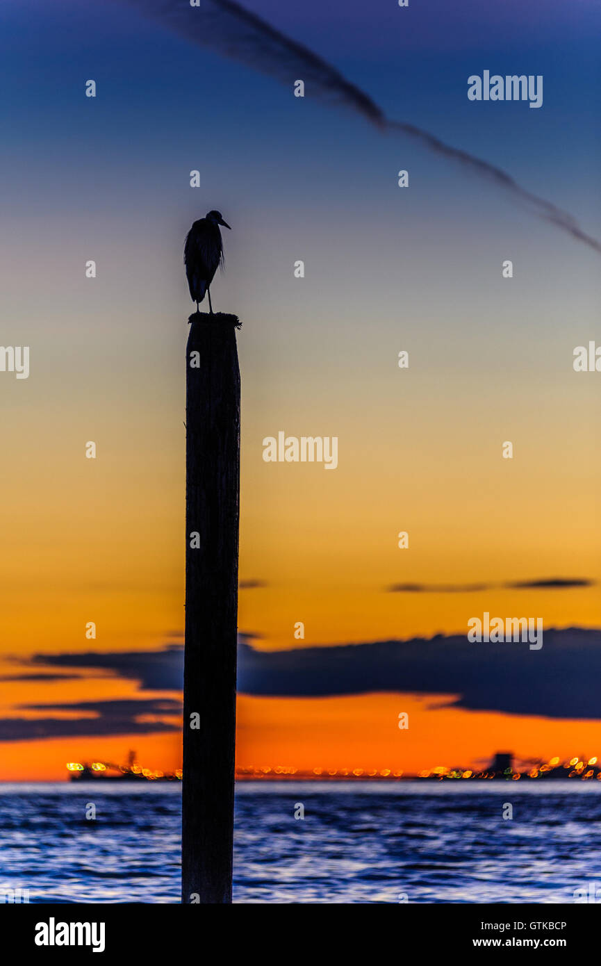 Silhouette seagull reposant sur un poster au coucher du soleil à Point Roberts, Washington State, USA - nuit photo Banque D'Images