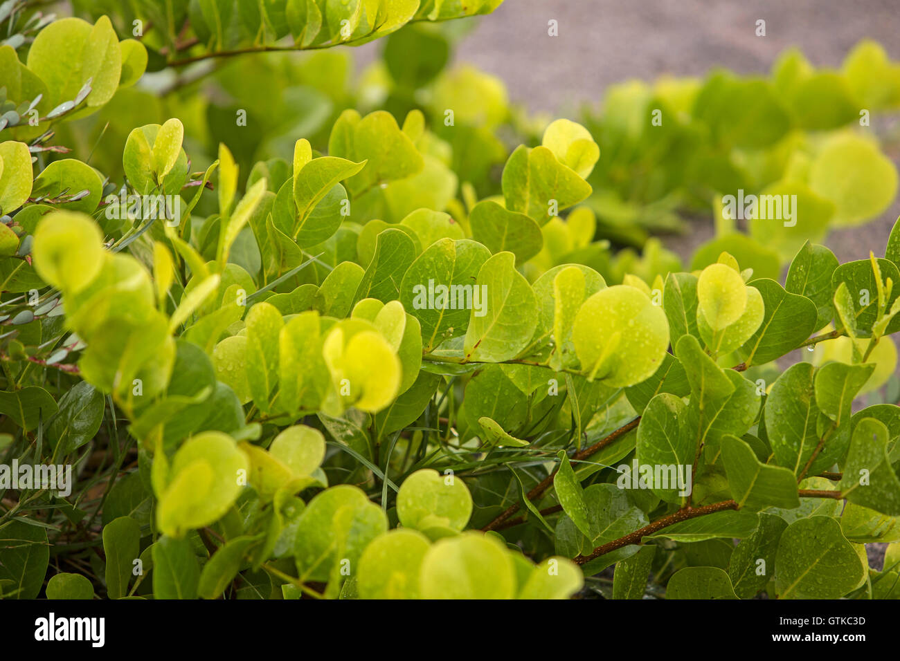 Plante vert foncé avec des gouttes de pluie Banque D'Images