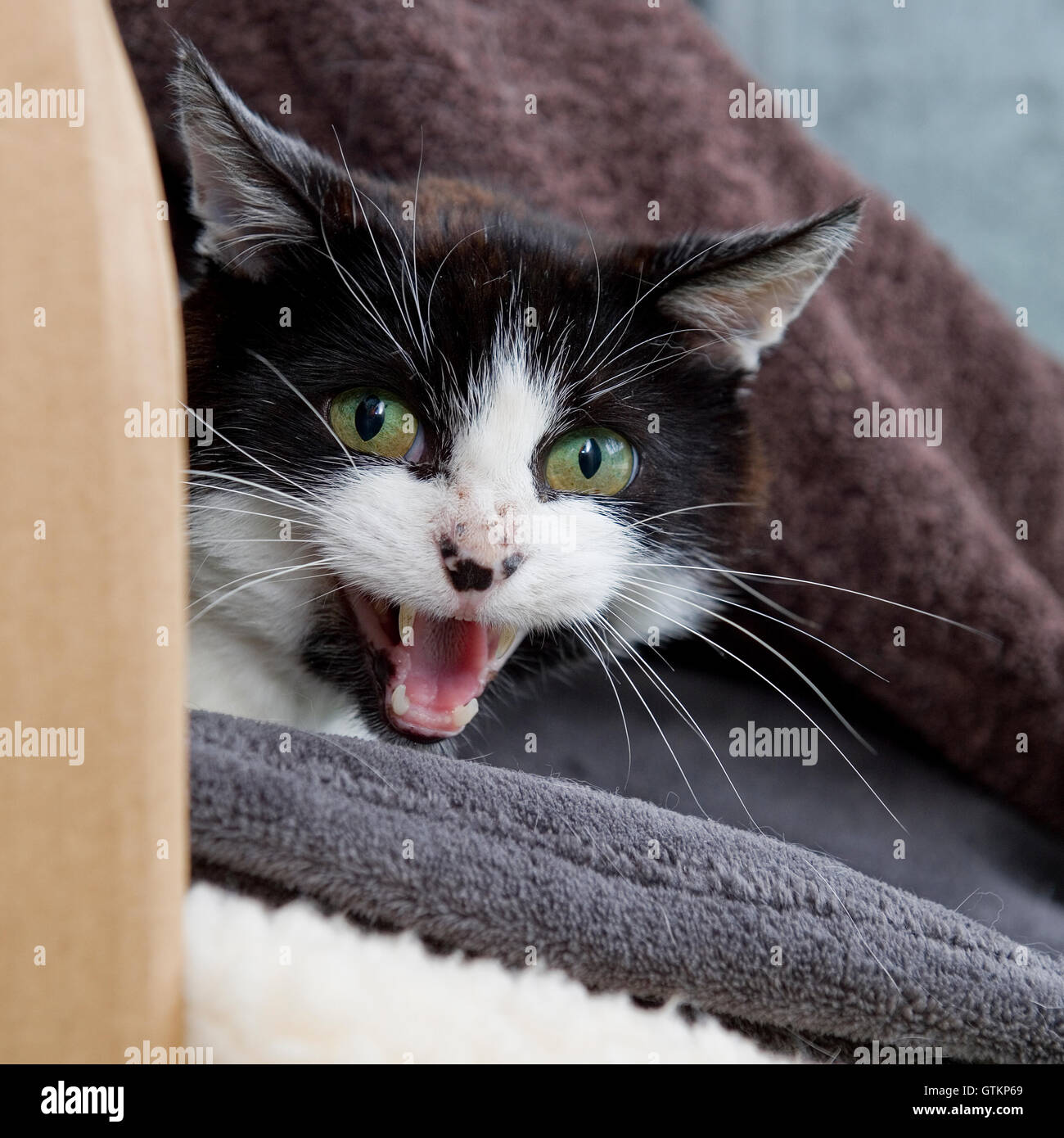 chat un sifflement Banque D'Images
