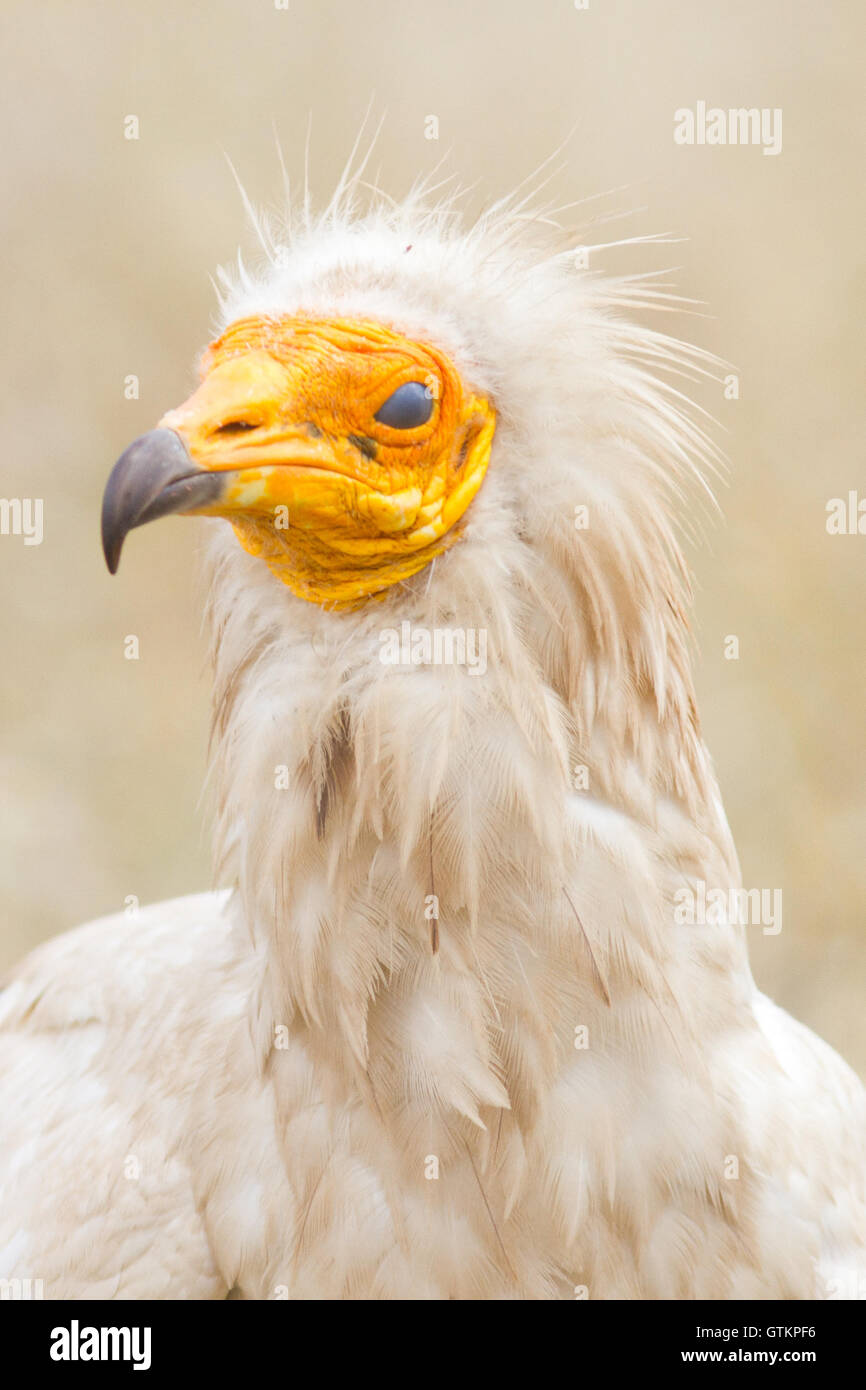 Le percnoptère (Neophron percnopterus), adulte, portrait avec les yeux fermés, Espagne Banque D'Images