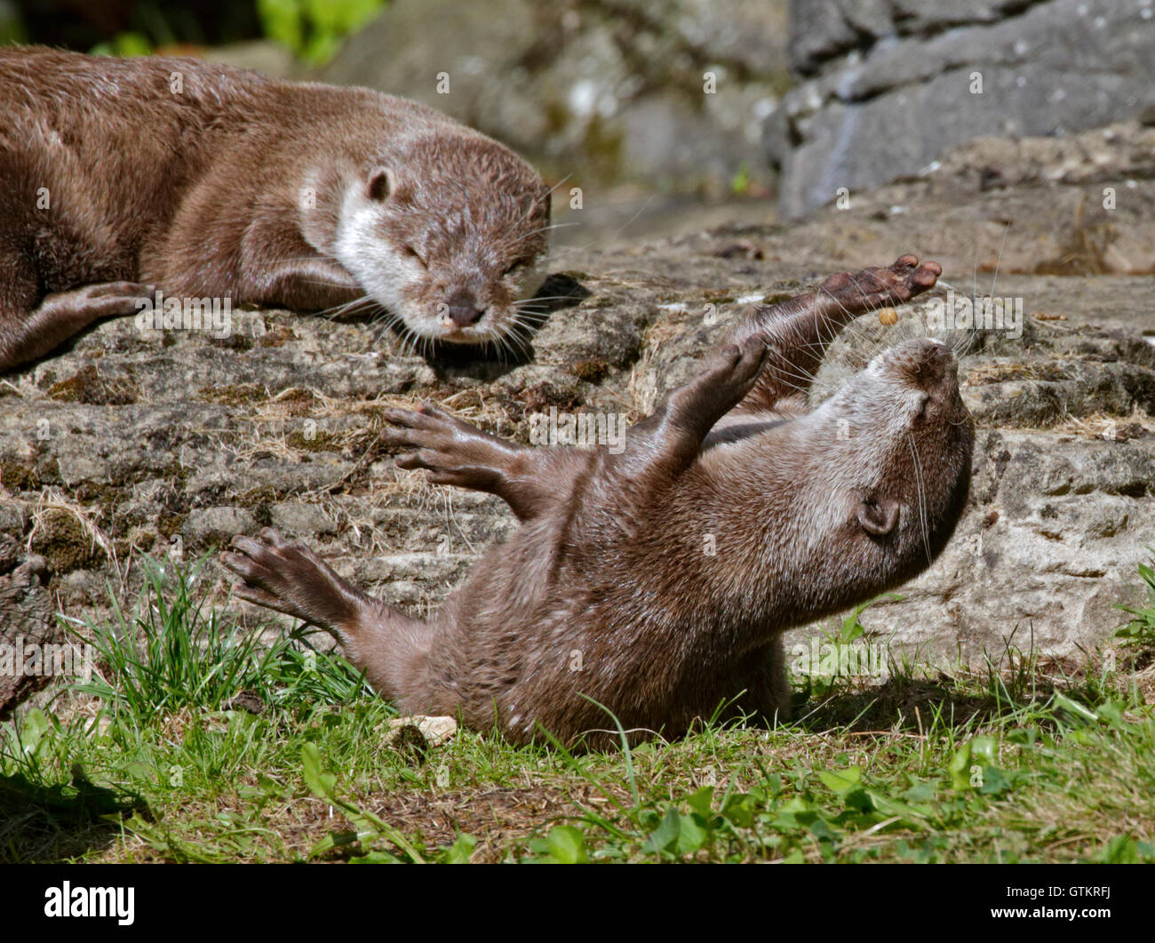 Petite Loutre griffus (aonyx cinerea) jouant avec un caillou Banque D'Images