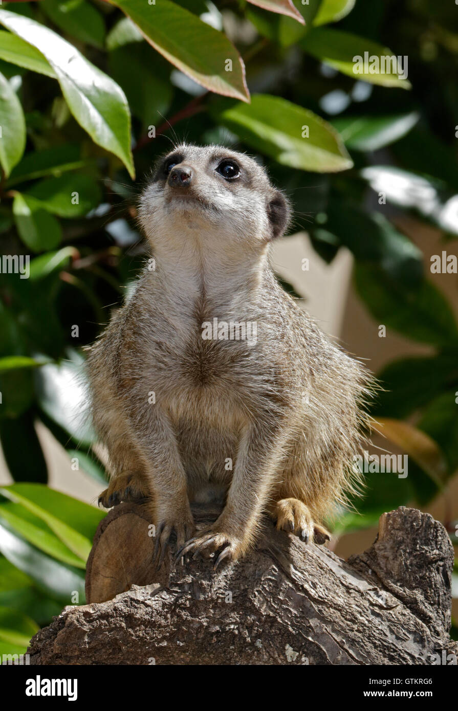 Suricate suricata suricatta Banque de photographies et d’images à haute
