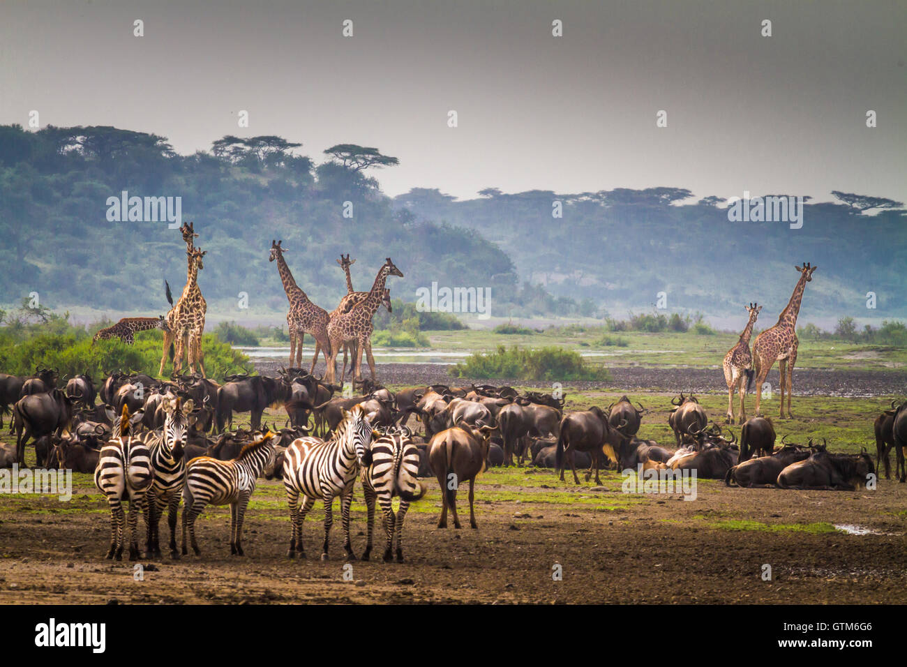 Des girafes, des gnous et des zèbres se rassemblent près du lac Ndutu dans le Parc National du Serengeti. Banque D'Images