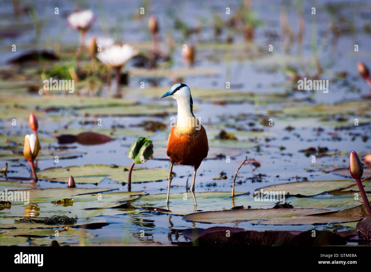 Jacana africain dans le Chobe Riber, Parc National de Chobe, au Botswana, l'Afrique Banque D'Images Jacana africain dans le Chobe Riber, Parc National de Chobe, au Botswana, l'Afrique Banque D'Images