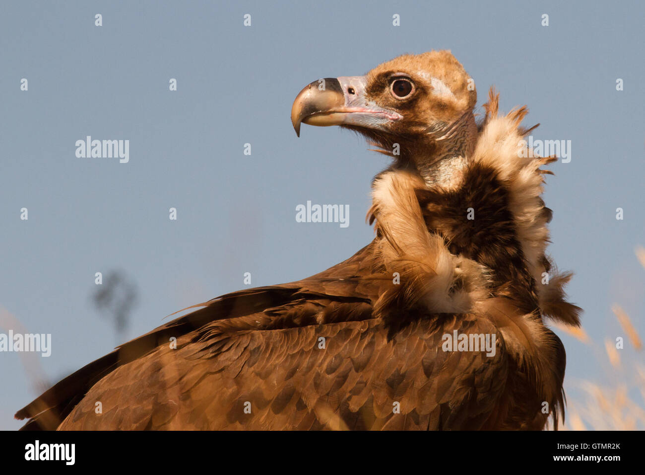 La cinereous vulture (platycnemis monachus), portrait, Espagne Banque D'Images